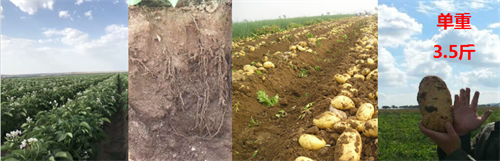 腐殖酸已成新型肥料骄子，可还有一种比它还牛