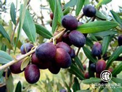 小橄榄 大产业 甘肃陇南橄榄油品牌亟待突围