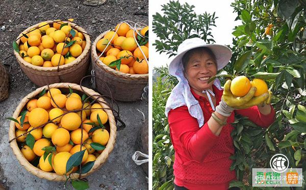 百诚源：“橙圈”乱象丛生，百城优品橙13°如何破局