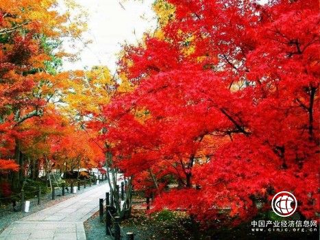 从“烧木炭”到“卖风景” ！这个地方是怎么做到的？