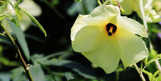 天然虞芙蓉，小花开出大产业