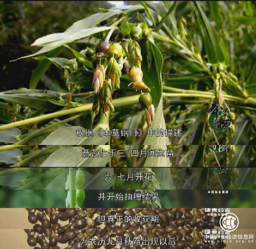 200天的守候，只为做一颗最好的薏米