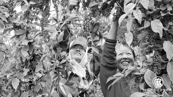 林下产业火了 生态旅游热了