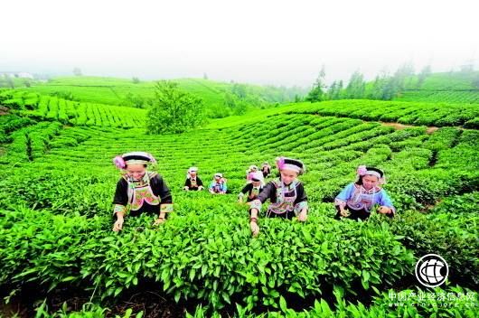 “绿色贵州”为农货“抱团出山”开信用证