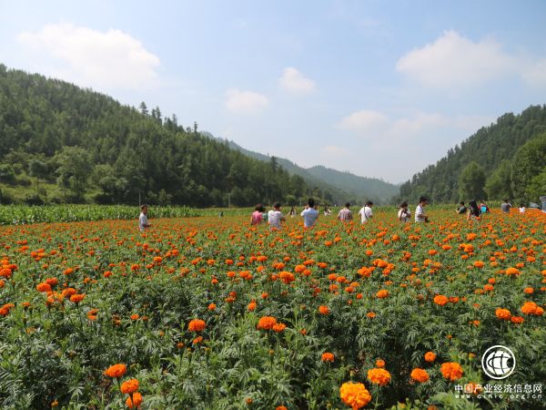 农业部：深入实施贫困村“一村一品”产业推进行动