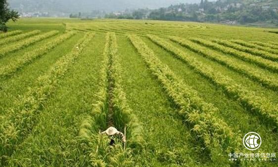 “三品一标”助推广东省农业提质增效