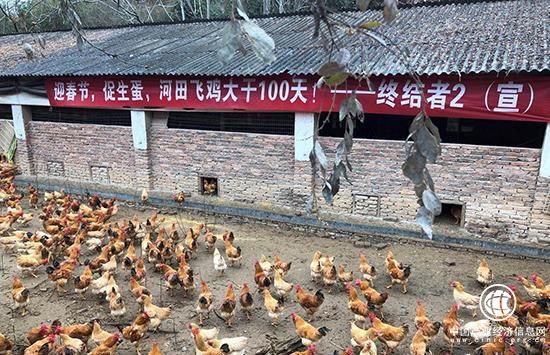 养鸡不是网易专利 乐农之家让人人都可养鸡