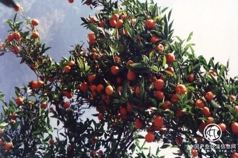 中国金钱橘之乡——贵州省惠水县