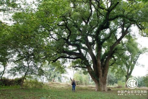 江西省安福县获“中国樟树之乡”称号