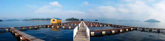 中国鱼子酱—鲟龙科技卡露伽鱼子酱为何在西方逆袭