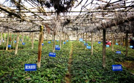 “中国黄连之乡”重庆市石柱县再添国家级名片