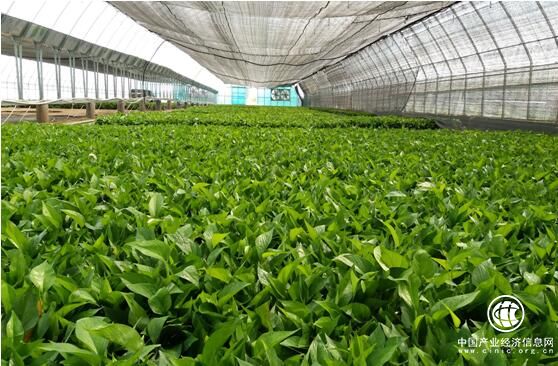 地热循环的一面旗帜——河北省雄县创新农业科技示范园区