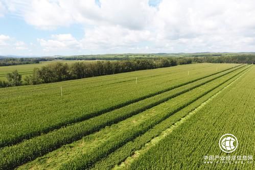 内蒙古敖汉旗：走“特色路”打“绿色牌”