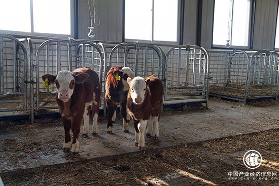 内蒙古科左中旗实施五大工程打造“中国肉牛之都”