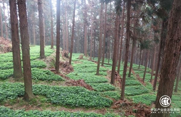 江西：推动林下经济向规模化产业化发展