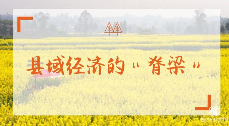 网库观察：特色产业体系挺起县域经济“脊梁”