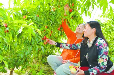 农家采摘游提档升级需过“三道关”
