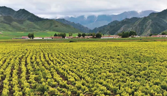 甘肃将采取一系列产业扶持措施支持陇药产业发展