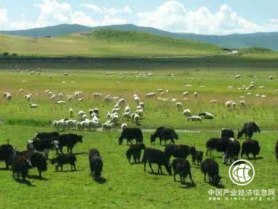 西藏天然草原综合植被覆盖率预计达45.2%