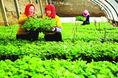 甘肃特色农产品多渠道拓国际市场 成外贸进出口增长点