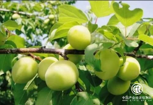 福建诏安：力推青梅品牌 实现兴农富民