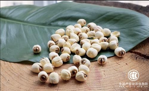 中国白莲之乡——江西省广昌县