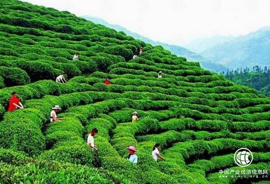江西：讲好茶叶故事 壮大赣茶产业