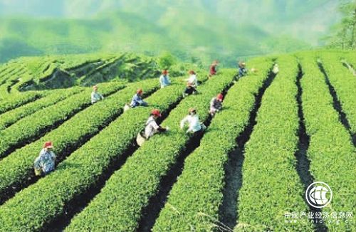 中国茶如何实现逆势出海