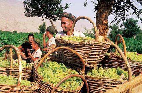 科技扶贫提升“造血”功能 新疆为脱贫攻坚注入科技动力