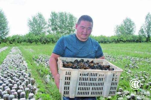 黑木耳成为内蒙古扎赉特旗农民致富新产业