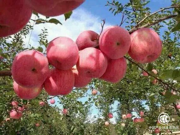 山东沂源：“沂源红”苹果正沿“一带一路”走向世界