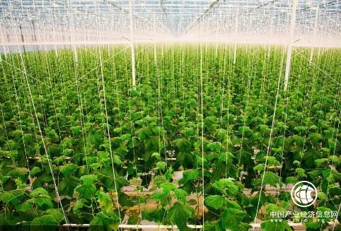 改变农业结构，激活市场，提升自身竞争力是农业发展的关键所在