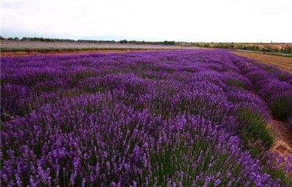 中国薰衣草之乡：四师薰衣草种植基地