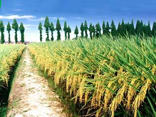 全国现代种业发展推进会在京召开 