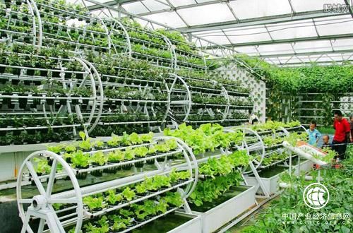 新干现代农业有“颜值”更有“产值” 