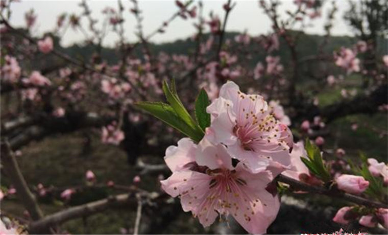 乡村振兴激发新活力专家建言守住原生态和传统工艺
