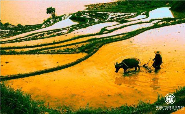 当春耕遇到“肥贵”：多措并举才能确保春耕顺利开展