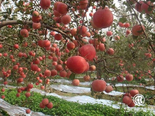 陕西省做强苹果品牌 助力产业扶贫