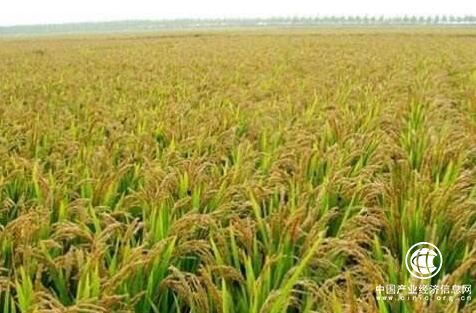 我国今年首次大范围试种海水稻 包括176份品种