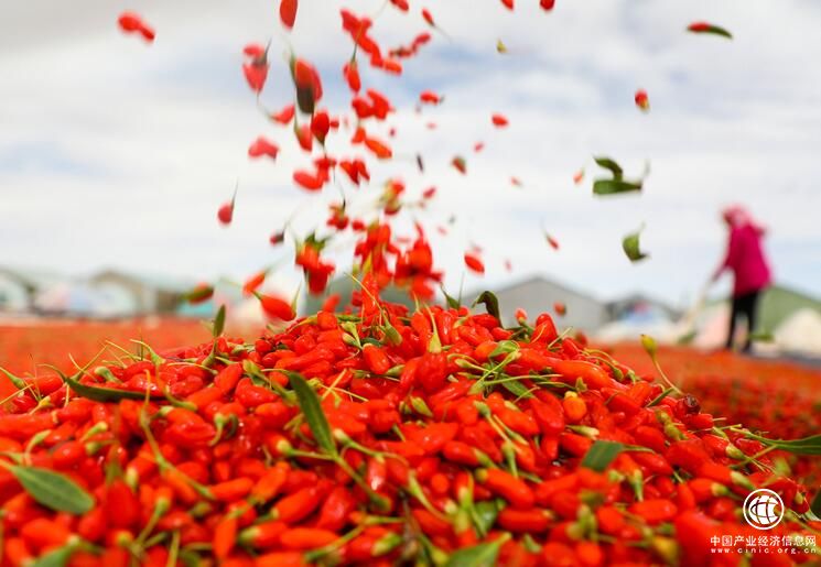 柴达木盆地：“小枸杞”成“大产业”