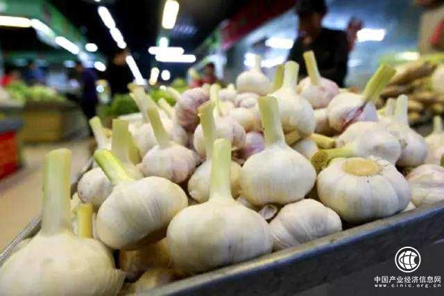 中国大蒜供需平衡形势分析