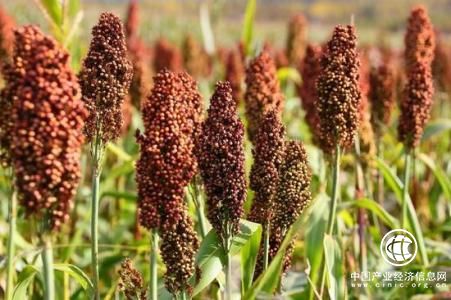 商务部就对美国高粱采取临时反倾销措施答问