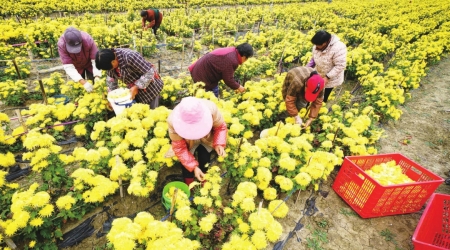 江苏淮安：让农业成为有奔头的产业