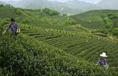 河南信阳通过绿色能量着力探索茶产业突破口