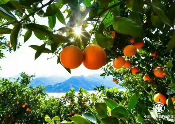 湖北省秭归县：中国脐橙之乡书写《橘颂》新篇