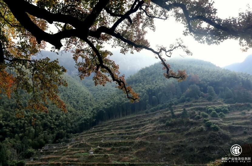 浙江省仙居县淡竹乡：“三绿清单”助推乡村振兴