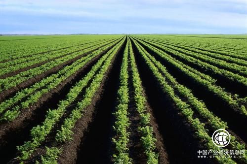 打破“洋种子”垄断 中国种业须提高创新能力