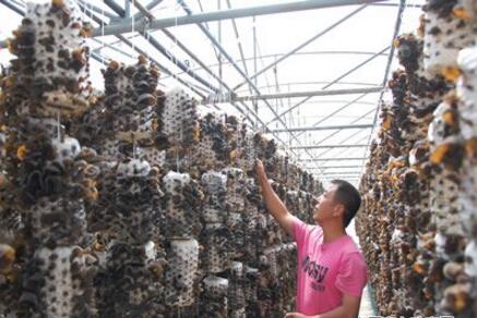 黑龙江东宁黑木耳产业领跑全国