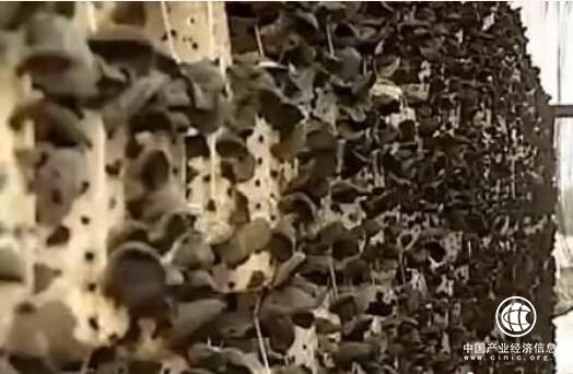 中国黑木耳之乡一一黑龙江尚志市黑木耳的“国际化”之路
