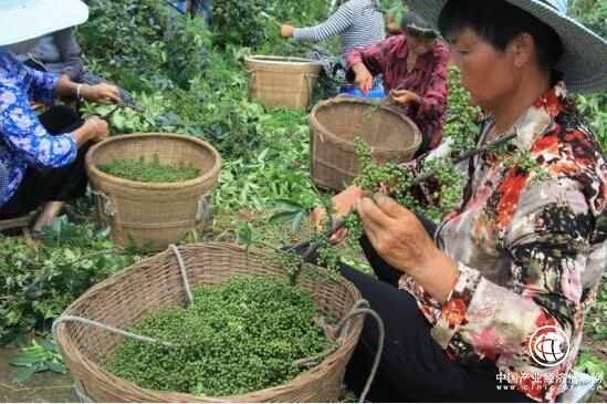 四川沿滩：千亩花椒产业园打开“致富增收门”